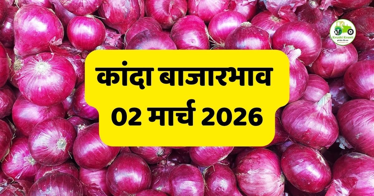 कांदा बाजारभाव 02 मार्च 2026 | आजचे ताजे कांदा दर महाराष्ट्र