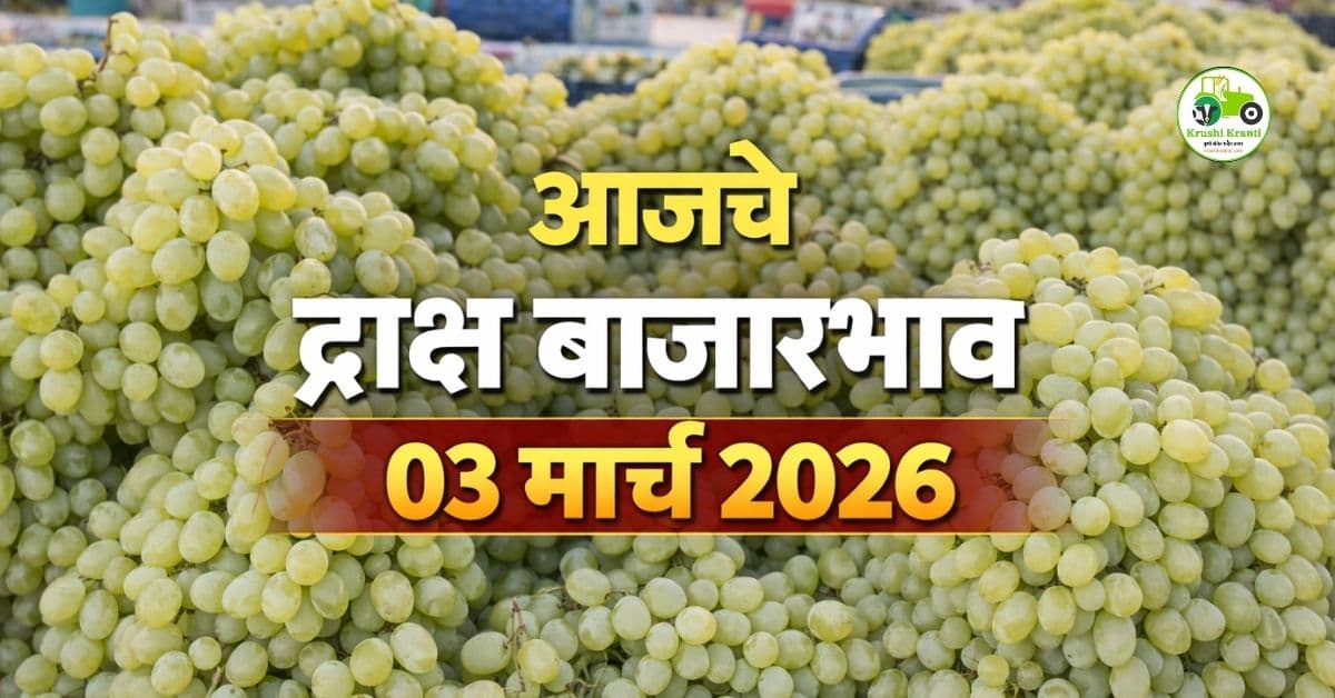 आजचे द्राक्ष बाजारभाव 03 मार्च 2026 | महाराष्ट्रातील ताजे दर