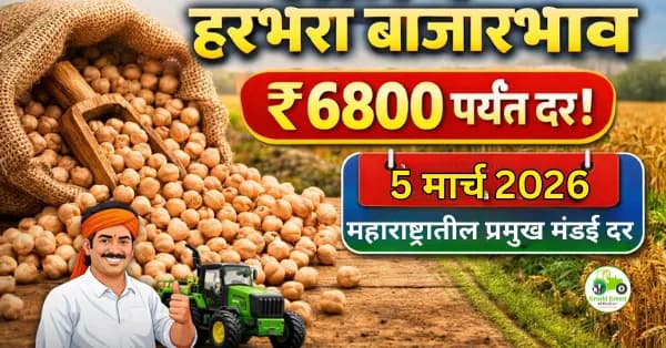 आजचे हरभरा बाजारभाव 5 मार्च 2026 | महाराष्ट्रातील प्रमुख मंडई दर