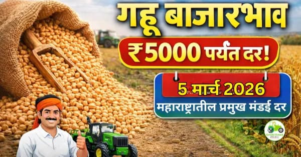 आजचे गहू बाजारभाव 5 मार्च 2026 | महाराष्ट्रातील प्रमुख मंडई दर