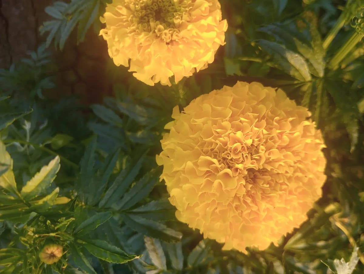 झेंडू फुल विक्री 3 एकर | ताजा झेंडू घाऊक उपलब्ध