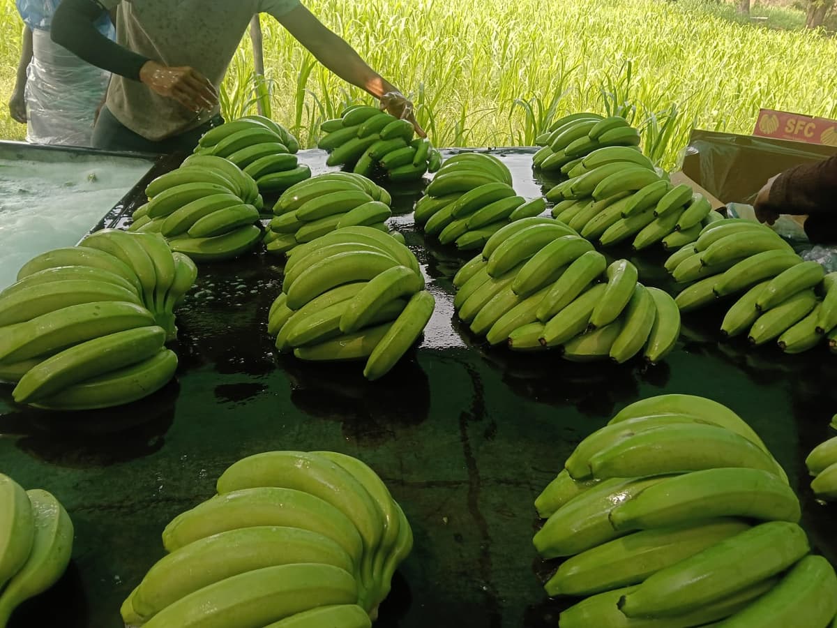 केळी, टरबूज, मोसंबी, टोमॅटो खरेदी-विक्री केली जाईल