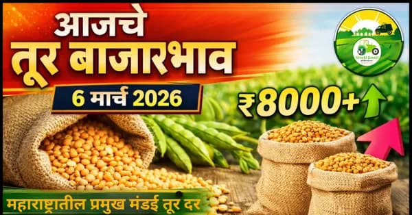 आजचे तूर बाजारभाव 6 मार्च 2026 | महाराष्ट्रातील प्रमुख मंडई तूर दर