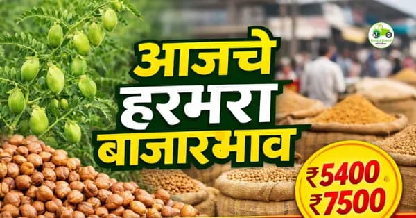 आजचे हरभरा बाजारभाव 7 मार्च 2026 | महाराष्ट्रातील प्रमुख मंडई हरभरा दर