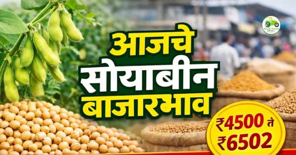आजचे सोयाबीन बाजारभाव 7 मार्च 2026 | महाराष्ट्रातील प्रमुख मंडई सोयाबीन दर