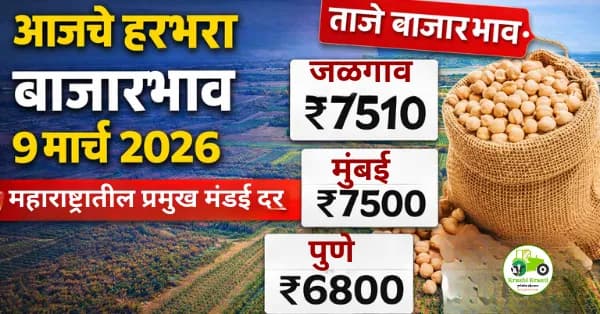 आजचे हरभरा बाजारभाव 9 मार्च 2026 | महाराष्ट्रातील प्रमुख मंडई दर