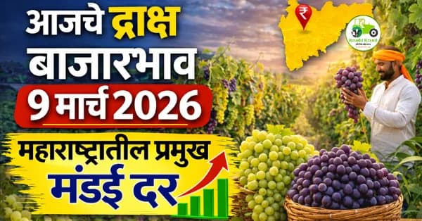 आजचे द्राक्ष बाजारभाव 9 मार्च 2026 | महाराष्ट्रातील प्रमुख मंडई दर