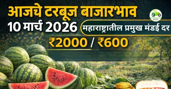 आजचे टरबूज बाजारभाव 10 मार्च 2026 | महाराष्ट्रातील प्रमुख मंडई दर