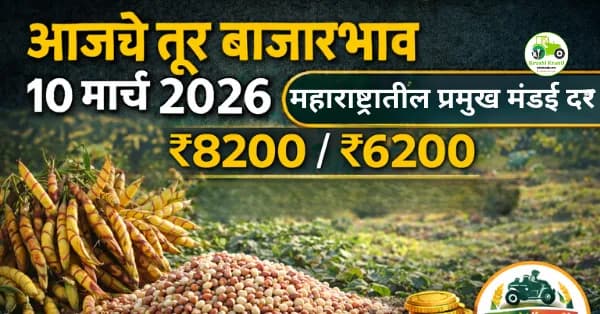 आजचे तूर बाजारभाव 10 मार्च 2026 | महाराष्ट्रातील प्रमुख मंडई तूर दर