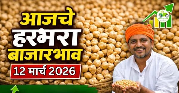 आजचे हरभरा बाजारभाव (12 मार्च 2026) : महाराष्ट्रातील प्रमुख मंडईतील दर