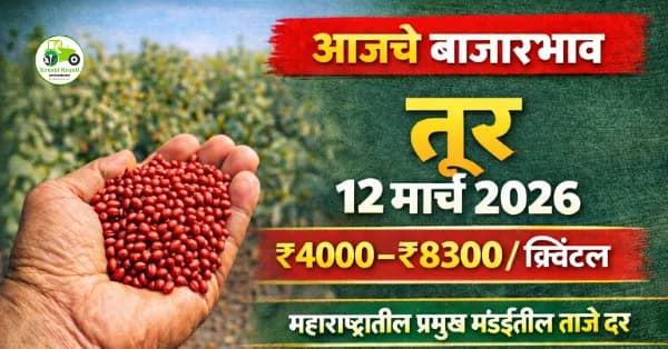 आजचे तूर बाजारभाव 12 मार्च 2026 | महाराष्ट्रातील प्रमुख मंडईतील ताजे दर