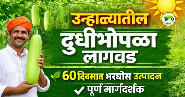 उन्हाळ्यातील दुधीभोपळा लागवड | संपूर्ण मार्गदर्शक