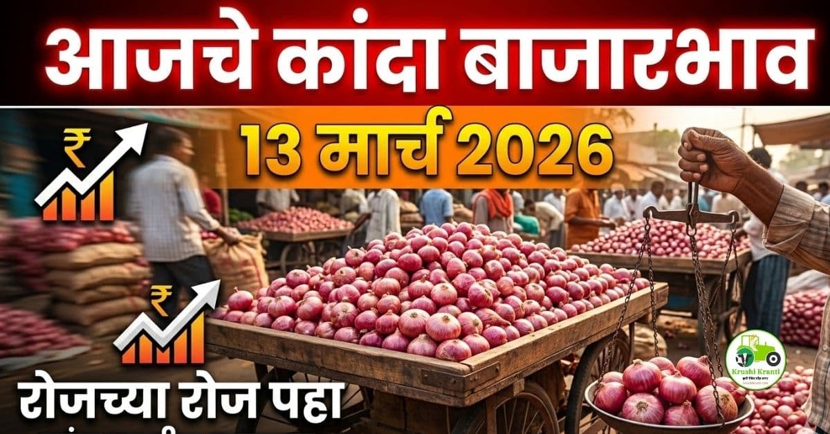कांदा बाजारभाव 13 मार्च 2026 | आजचे कांदा दर महाराष्ट्र