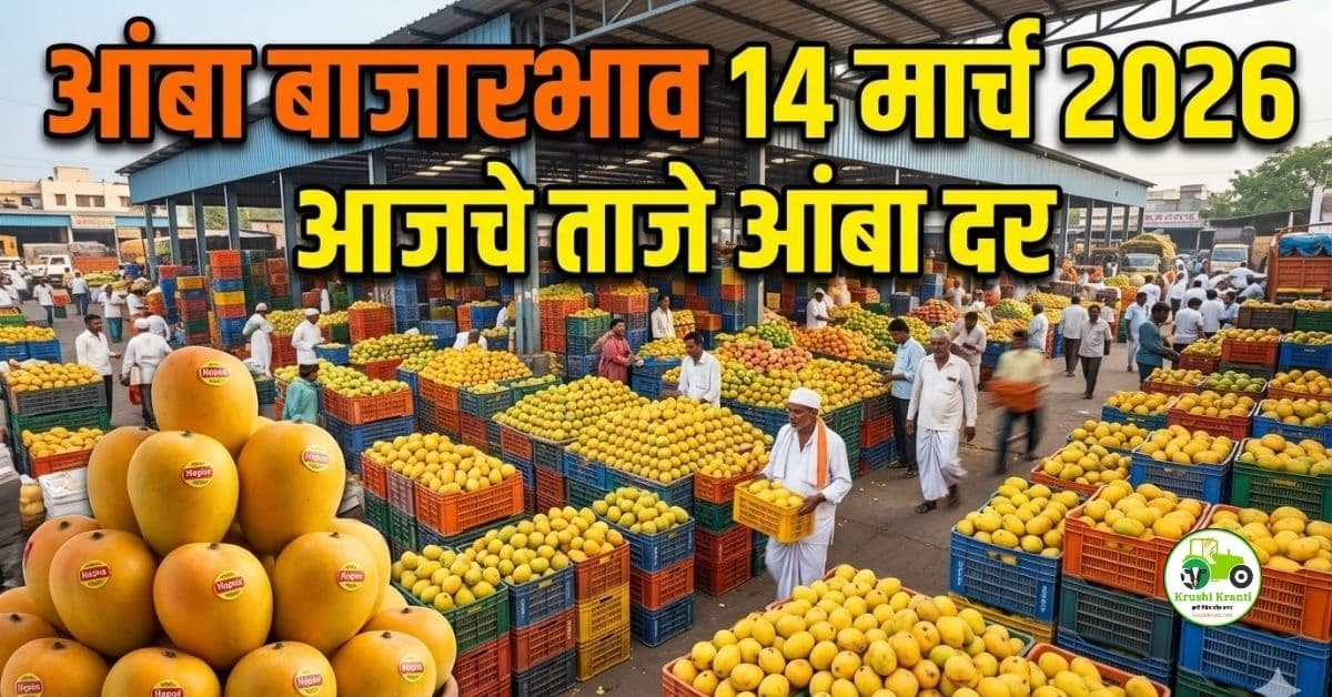 आंबा बाजारभाव 14 मार्च 2026 | आजचे ताजे आंबा दर महाराष्ट्र