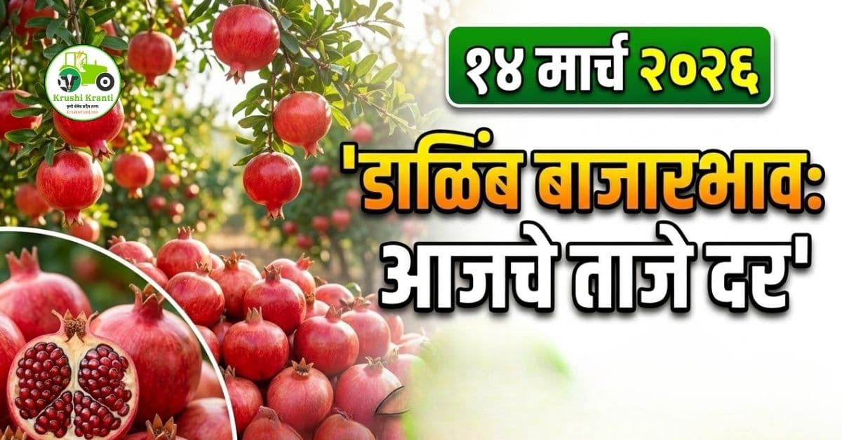 डाळिंब बाजारभाव 14 मार्च 2026 | आजचे ताजे डाळिंब दर महाराष्ट्र