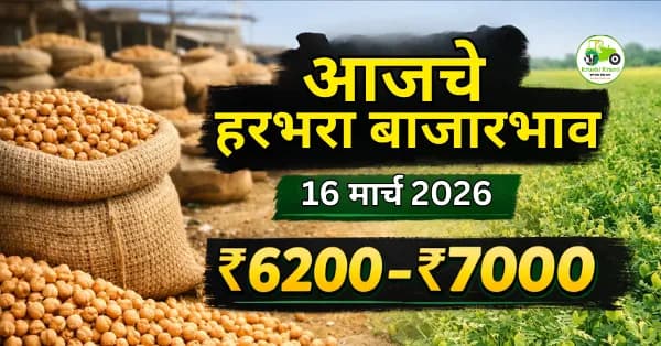 आजचे हरभरा बाजारभाव 16 मार्च 2026 | महाराष्ट्रातील प्रमुख बाजार समित्यांतील ताजे दर