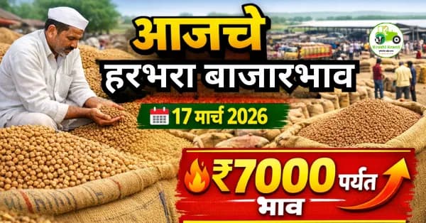 आजचे हरभरा बाजारभाव 17 मार्च 2026 | महाराष्ट्रातील ताजे हरभरा दर