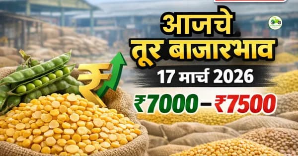 आजचे तूर बाजारभाव 17 मार्च 2026 | महाराष्ट्रातील ताजे तूर दर