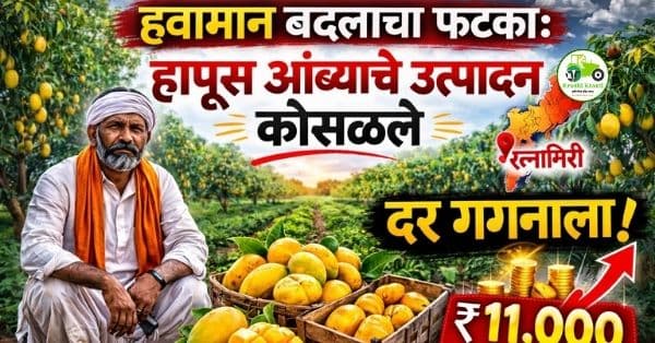 हापूस आंब्याचे उत्पादन घटले 2026 | गुढीपाडव्याला दर गगनाला