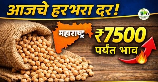 आजचे हरभरा बाजारभाव 20 मार्च 2026 | महाराष्ट्रातील ताजे हरभरा दर