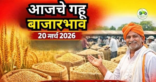 आजचे गहू बाजारभाव 20 मार्च 2026 | महाराष्ट्रातील ताजे गहू दर