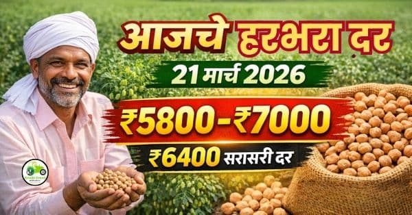 आजचे हरभरा बाजारभाव (21 मार्च 2026) – महाराष्ट्रातील ताजे दर