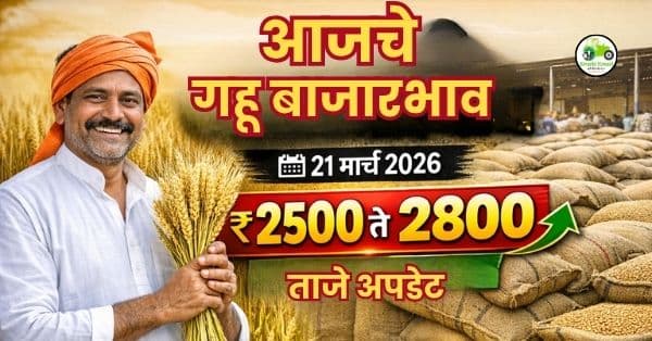 आजचे गहू बाजारभाव (21 मार्च 2026) – महाराष्ट्रातील ताजे गहू दर