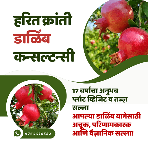 हरित क्रांती डाळिंब कन्सल्टन्सी, सांगोला