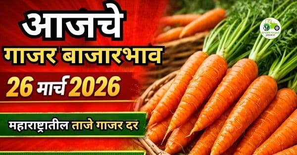 आजचे गाजर बाजारभाव 26 मार्च 2026 | महाराष्ट्रातील ताजे गाजर दर
