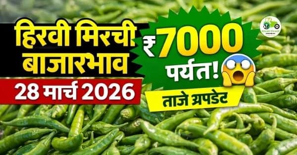 हिरवी मिरची बाजारभाव 28 मार्च 2026