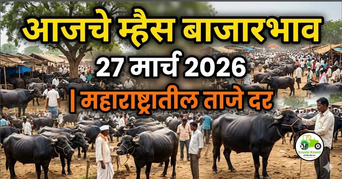 आजचे म्हैस बाजारभाव 27 मार्च 2026 | महाराष्ट्रातील ताजे दर