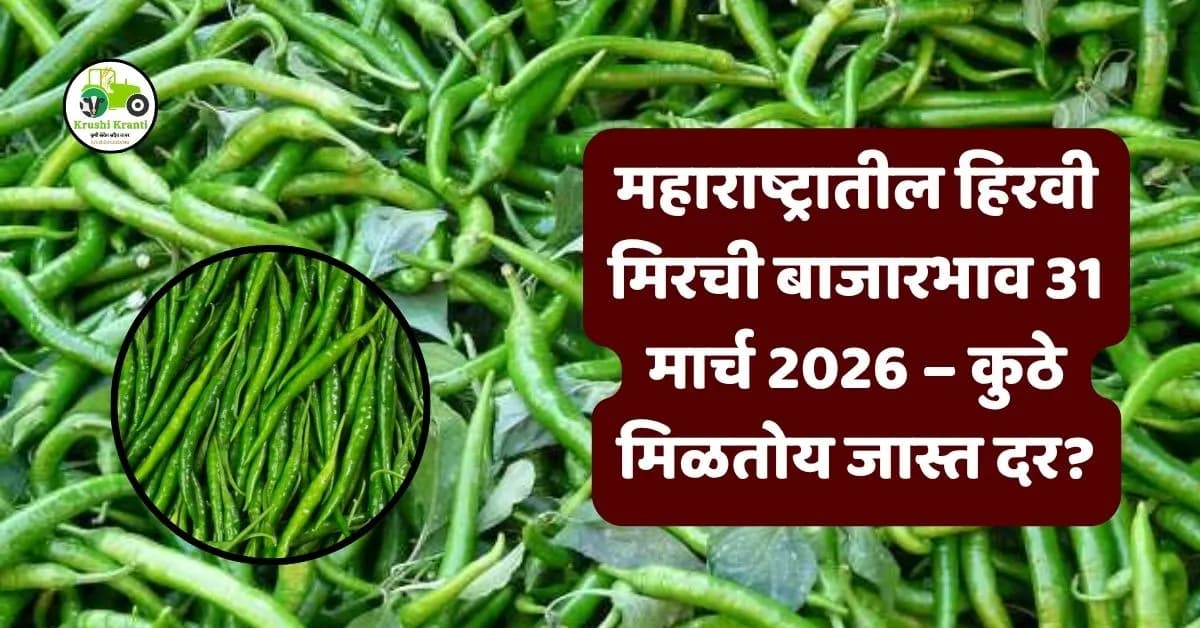 महाराष्ट्रातील हिरवी मिरची बाजारभाव 31 मार्च 2026 – कुठे मिळतोय जास्त दर?