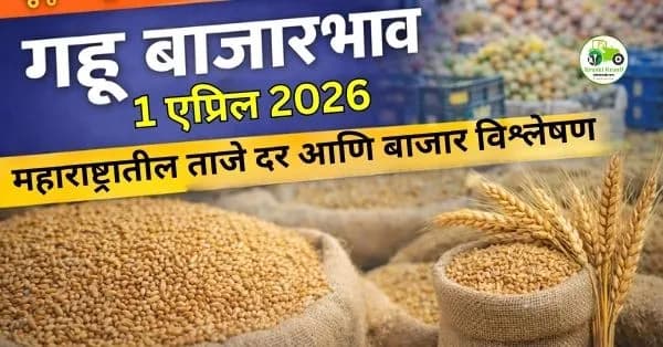 गहू बाजारभाव 01 एप्रिल 2026 | महाराष्ट्रातील ताजे दर आणि बाजार विश्लेषण
