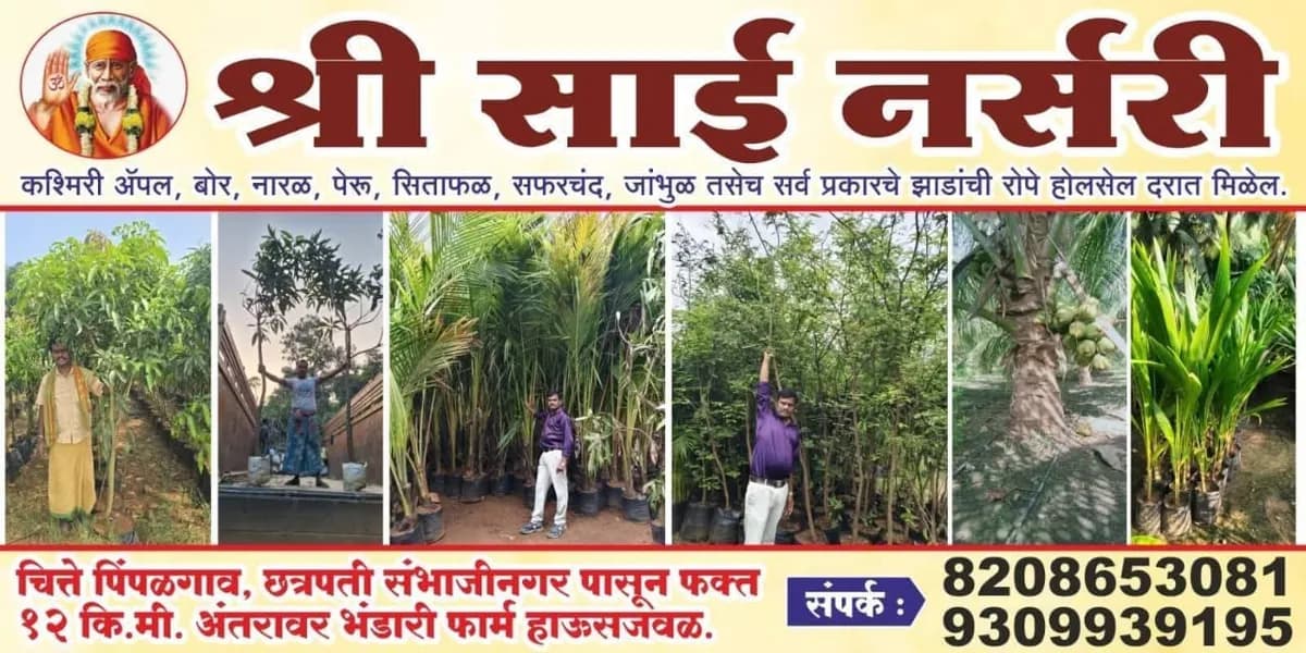 श्री साई नर्सरी, चित्तेपिंपळगाव