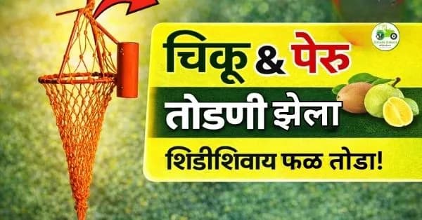 चिकू आणि पेरू तोडण्यासाठी झेला: शिडीशिवाय फळ तोडण्याचा स्मार्ट उपाय