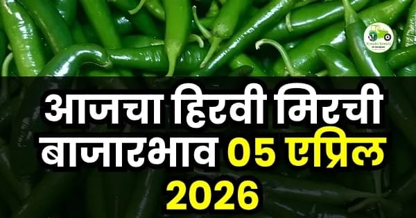 आजचा हिरवी मिरची बाजारभाव 05 एप्रिल 2026