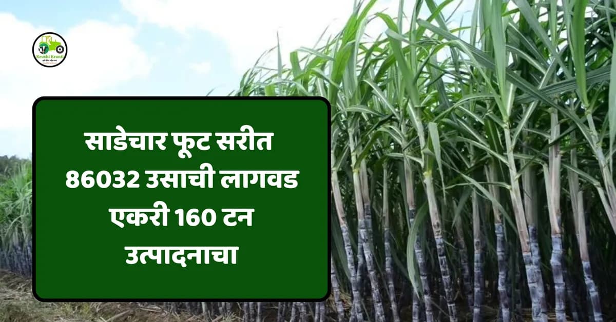 ८६०३२ उसाची लागवड: साडेचार फूट सरीतून एकरी १६० टन उत्पादनाचा अंदाज
