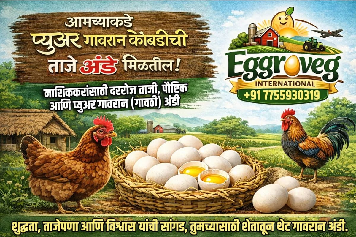 गावरान अंडी व पिल्ले विक्रीसाठी उपलब्ध