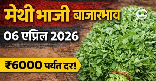 मेथी भाजी बाजारभाव 06 एप्रिल 2026
