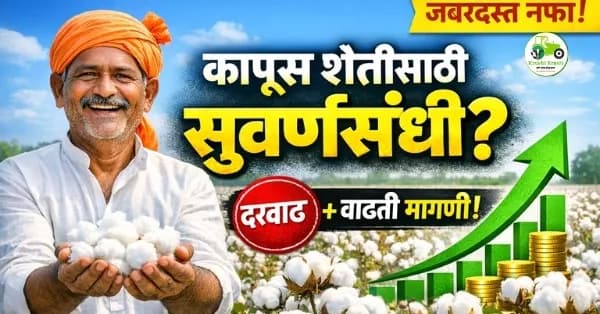 कापूस शेतीसाठी चांगले दिवस? वाढती मागणी आणि दरवाढ