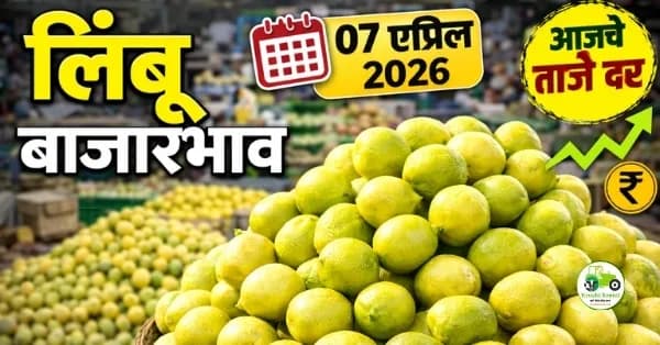 लिंबू बाजारभाव 07 एप्रिल 2026 | आजचे दर आणि संपूर्ण विश्लेषण