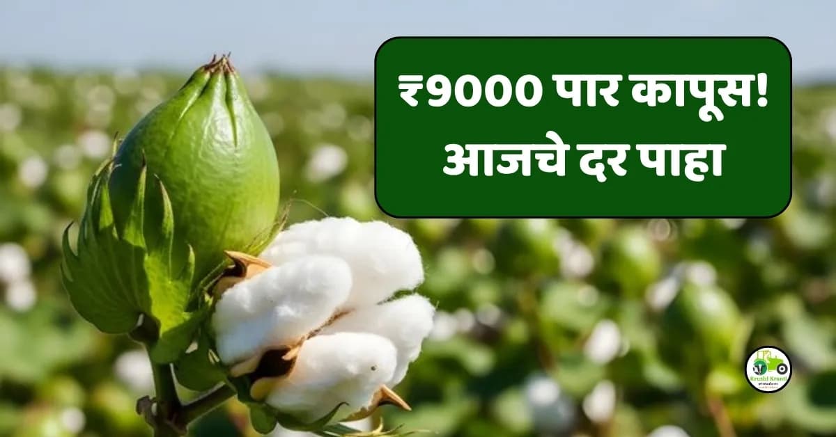आजचा कापूस दर 07 एप्रिल 2026 | Cotton Rate Today Maharashtra