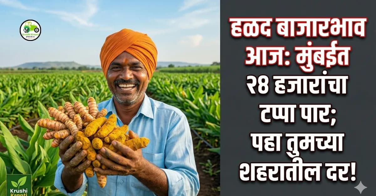 हळद बाजारभाव अपडेट (८ एप्रिल २०२६): मुंबईत हळदीचा धमाका, सांगलीतही तेजी!