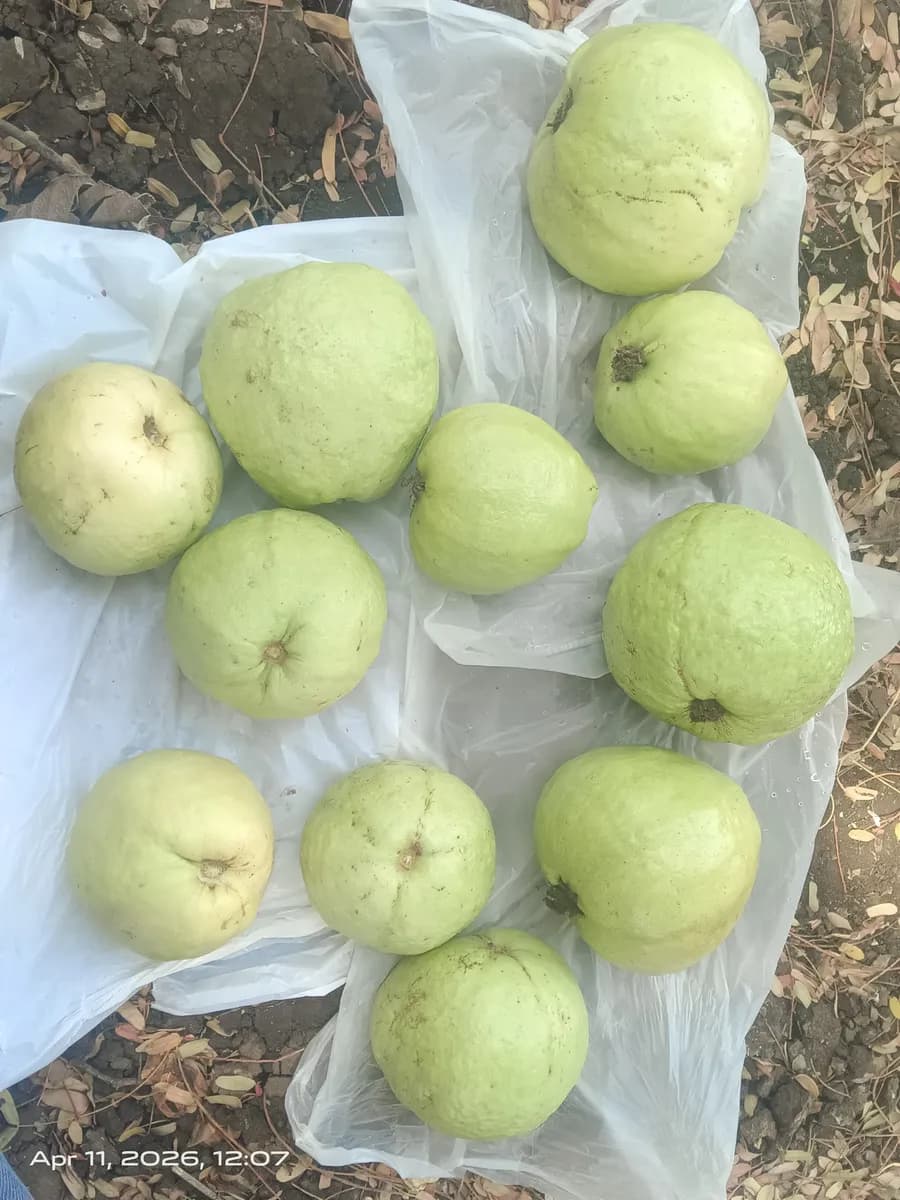 एकदम खास पेरू विक्रीसाठी