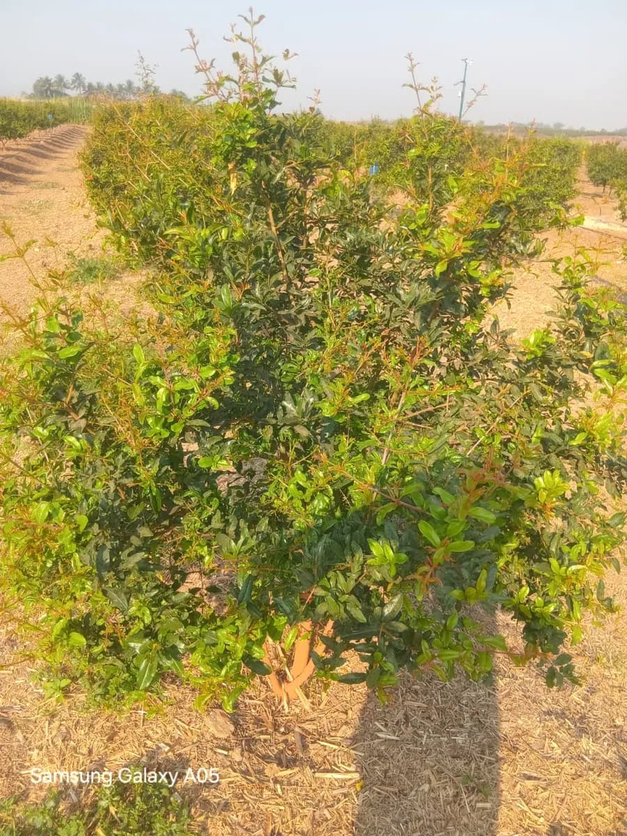 डाळिंब व आंबा पिकांसाठी मार्गदर्शन सेवा उपलब्ध!