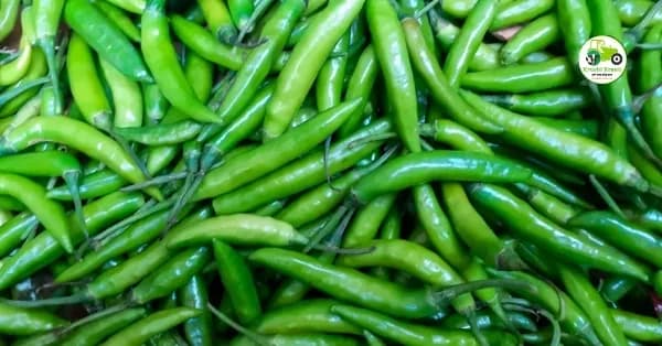 हिरवी मिरची बाजारभाव 14 एप्रिल 2026