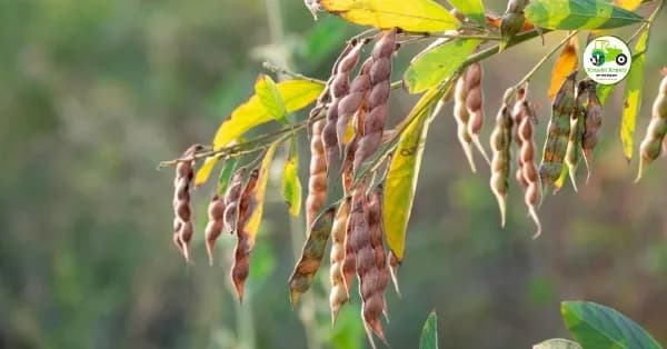 आजचे तूर बाजारभाव 15 एप्रिल 2026