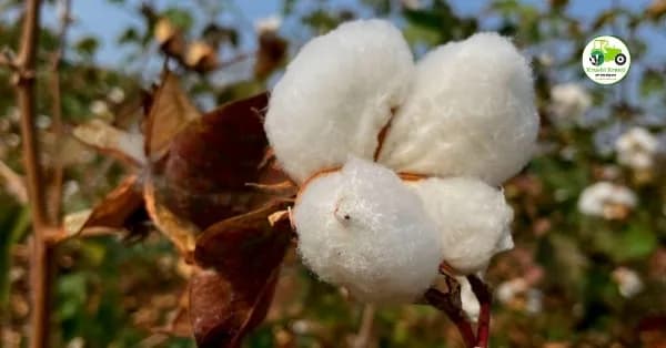 आजचे कापूस बाजारभाव 15 एप्रिल 2026