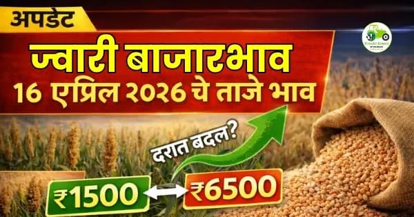 ज्वारी बाजारभाव आजचे 16 एप्रिल 2026