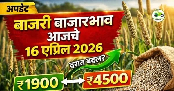 बाजरी बाजारभाव आजचे 16 एप्रिल 2026